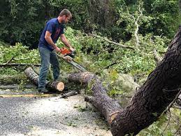 Tree and Shrub Care in Passapatanzy, VA