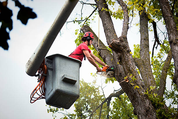 Trusted Passapatanzy, VA  Tree Services Experts